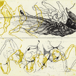 thinking about insect: cicada Ⅱ