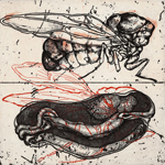 thinking about insect: drosophila Ⅰ