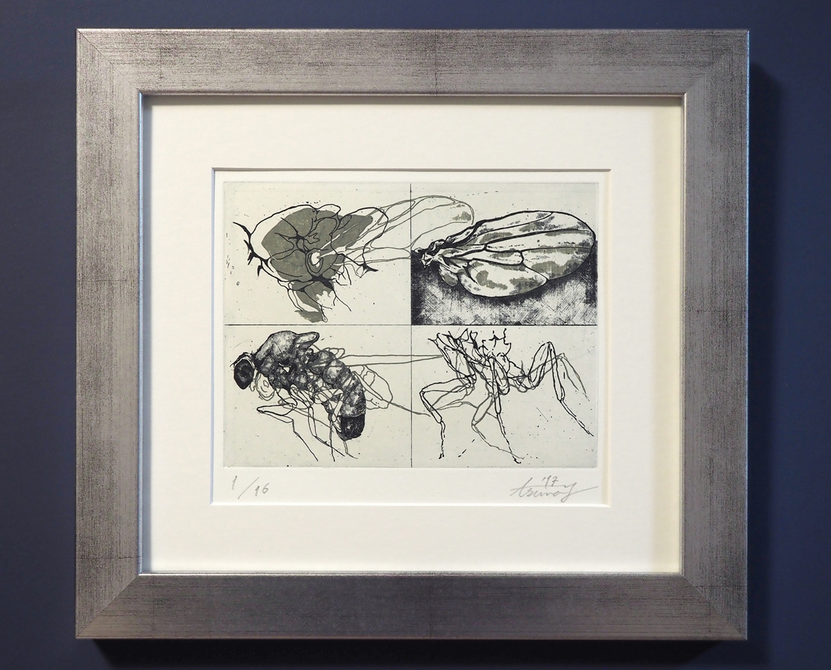 thinking about insect: drosophira Ⅱ