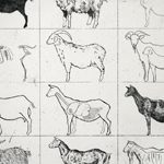 thinking about goats02