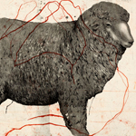 thinking about sheep